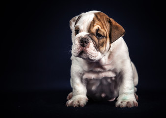 ENGLISH Bulldog puppy on dark background