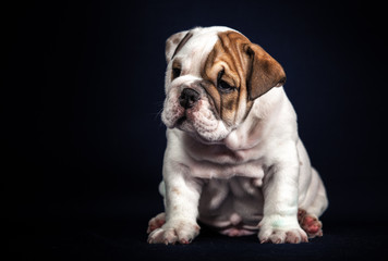 Obraz premium ENGLISH Bulldog puppy on dark background