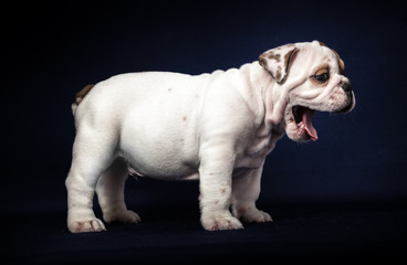 ENGLISH Bulldog puppy on dark background
