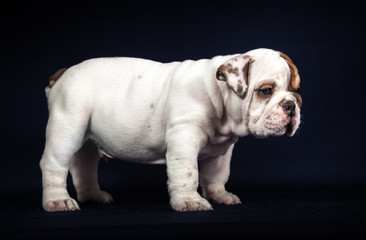 ENGLISH Bulldog puppy on dark background