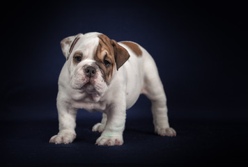 Fototapeta premium ANGIELSKI Bulldog puppy na ciemnym tle