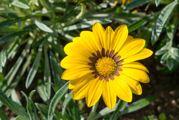 Sunflower in the garden
