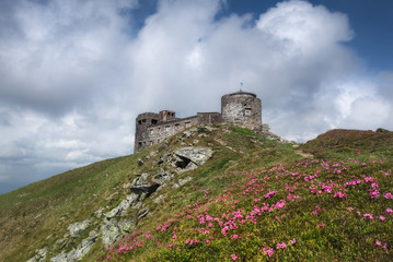 Carpathian Mountains. Rhododendron blooming on the hillside overlooking the observatory