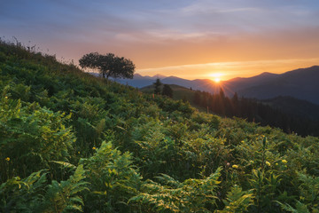 Carpathian Mountains. The sun sets behind the mountains, a fern at sunset.