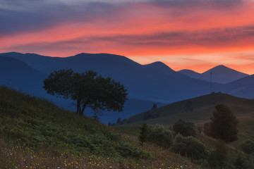 Carpathian Mountains. Tree on the background of the mountains with sunset sky