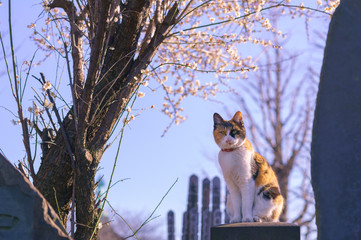 cat and cherry blossom