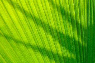 palm leaf and sunlight in afternoon