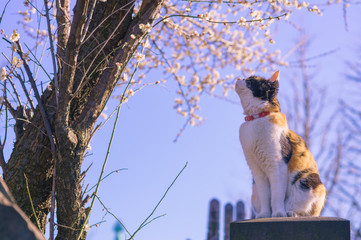 cat and cherry blossom