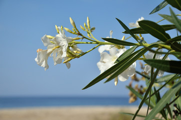 Oleander on Sandy Beach