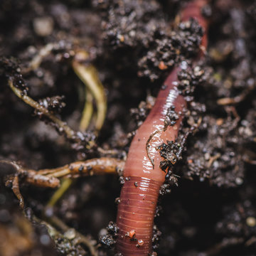 Kompostwurm (Eisenia fetida)