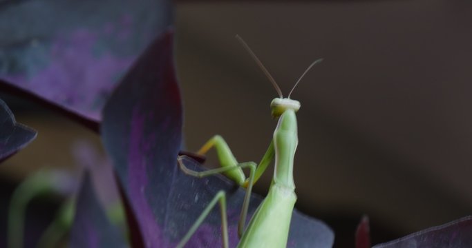 Mantis Blurred is Walking by The Violet Leaf Plant Leaves European Mantis Praying Mantis Mantis Religiosa