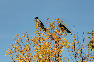 Two crows in autumn