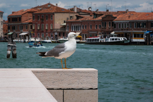 Static Seagull on White Parapet, Sea in Background