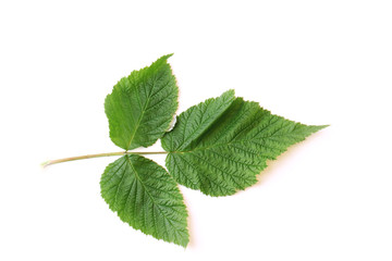 raspberry leaves isolated on white background