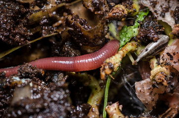 Kompostwurm (Eisenia fetida)
