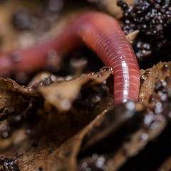 Kompostwurm (Eisenia fetida) © patila