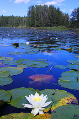 Lake with water lilies