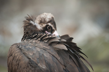 Berkut (golden eagle) cleaning feathers