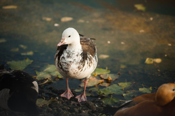 A duck