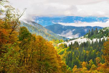 Autumn beech-fir forest on the slopes of the Carpathian Mountains in the fog