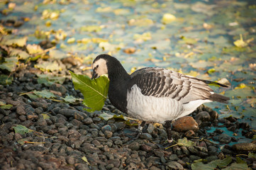 Barnacle goose