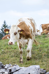 White and brown cow approaching