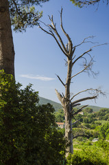 Vieil arbre