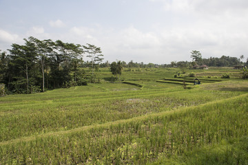 Fototapeta na wymiar Arrozales verdes en la isla de Bali
