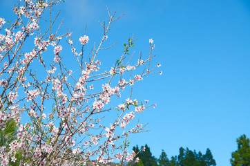 almond tree in spring with copyspace