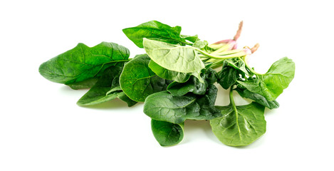 Wholesome home grown spinach bunch studio isolated