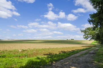 Chemin entre champs et for&ecirc;t