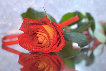 Red and yellow rose