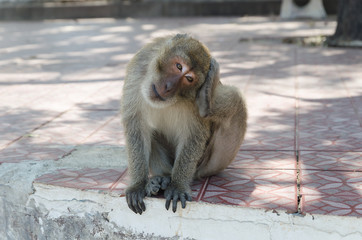 closeup monkey