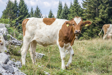 Fototapeta na wymiar Cow standing and looking at camera