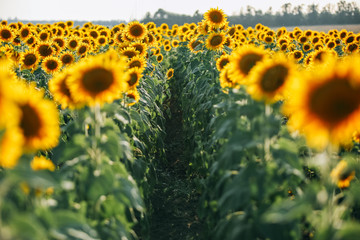 Fototapeta premium sunflowers field, road summer