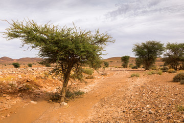 acacia tree in the Sahara desert