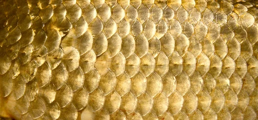 Fotobehang Crucian carp scales, close-up - natural texture © Kondor83