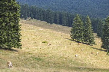 Herd of cows grazing between pine trees