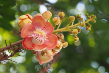 Flower of shorea robusta with green background