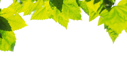 Green leafs in summer with white background  