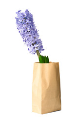 purple hyacinth flowers in paper bag