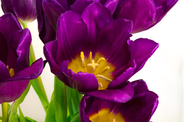 Purple tulips on the light background
