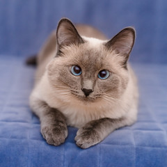 Fototapeta na wymiar Cute colorpoint blue-eyed cat lying on blue sofa and looking at camera
