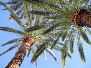 zwei Palmen ragen in den Himmel