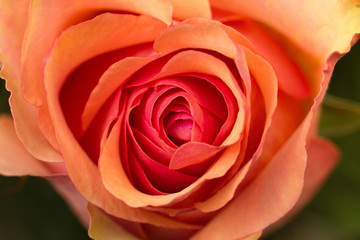 red pink rose flower bud closeup