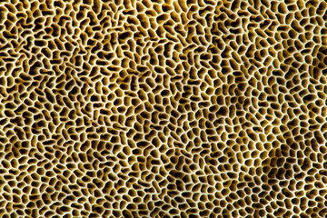 Mushroom sponge