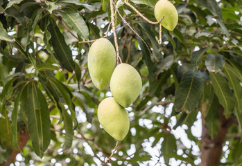 Green mango on tree.