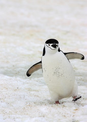 Un joyeux manchot à jugulaire en Antarctique.