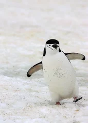Fotobehang Zuidpoolgebied A happy chinstrap penguin in Antarctica.  © hakat