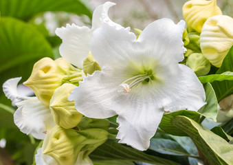 Easter Lily Vine, Heralds Trumpet, Nepal Trumpet Flower